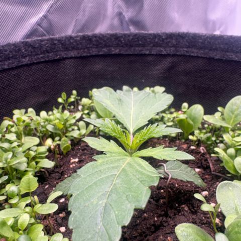 Sady growlog timeline photo