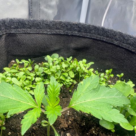 Sady growlog timeline photo