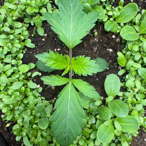 Sady growlog timeline photo