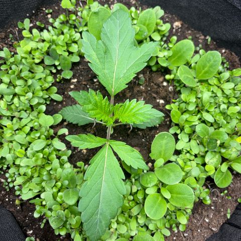 Sady growlog timeline photo