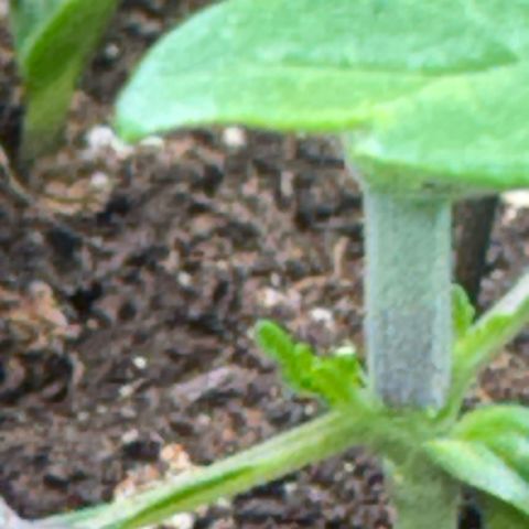 Sady growlog timeline photo