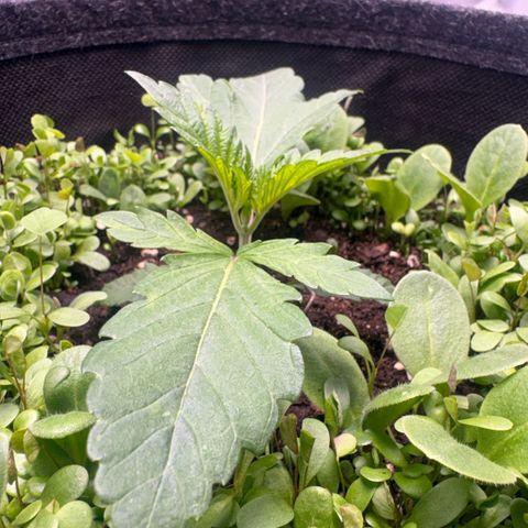Sady growlog timeline photo