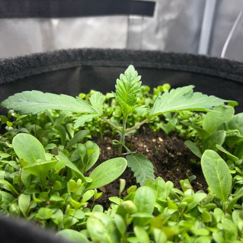 Sady growlog timeline photo