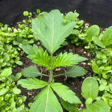 Sady growlog timeline photo