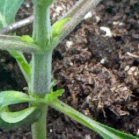 Sady growlog timeline photo