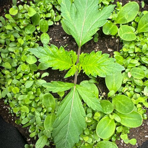 Sady growlog timeline photo
