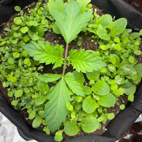 Sady growlog timeline photo