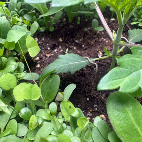 Sady growlog timeline photo