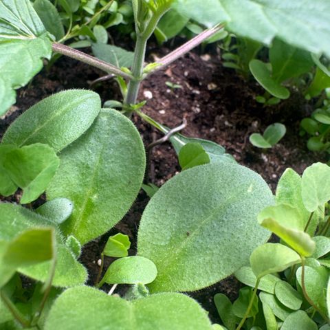 Sady growlog timeline photo