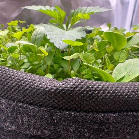 Sady growlog timeline photo