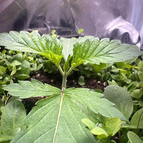 Sady growlog timeline photo