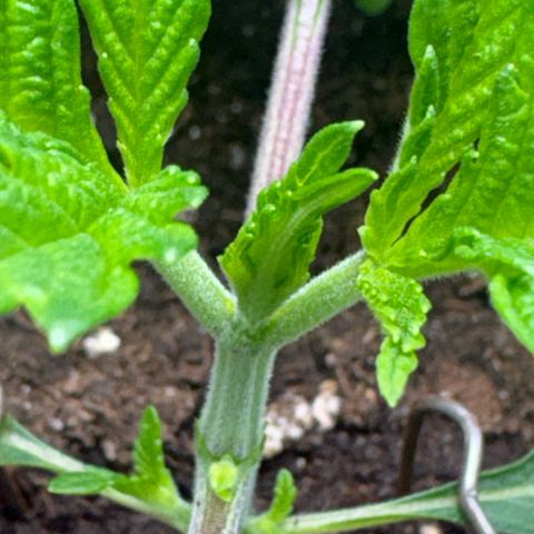 Sady growlog timeline photo