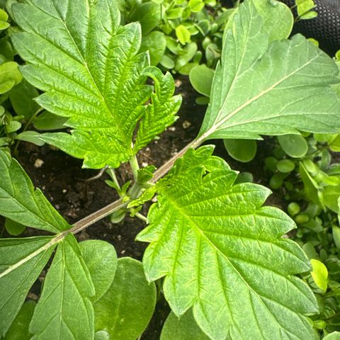 Sady growlog timeline photo