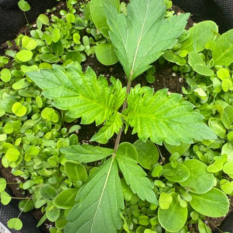 Sady growlog timeline photo