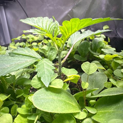 Sady growlog timeline photo