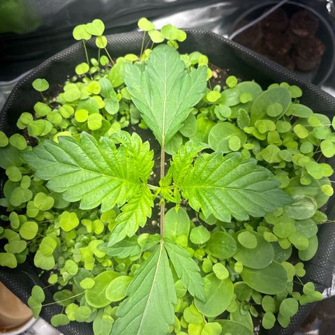 Sady growlog timeline photo