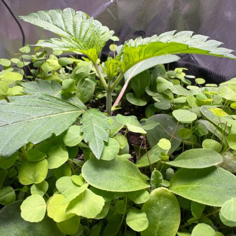 Sady growlog timeline photo