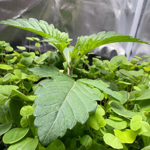 Sady growlog timeline photo