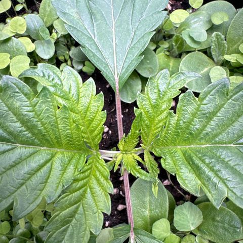 Sady growlog timeline photo