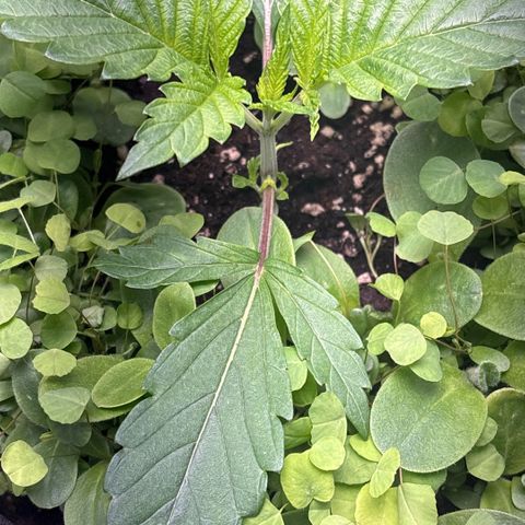 Sady growlog timeline photo