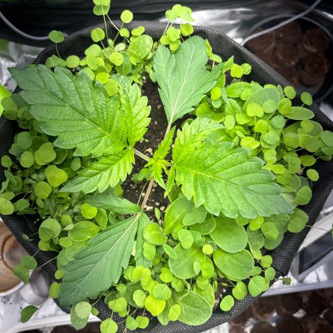 Sady growlog timeline photo
