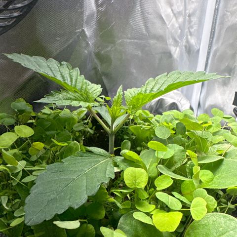 Sady growlog timeline photo