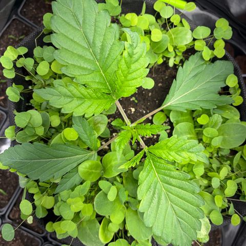 Sady growlog timeline photo