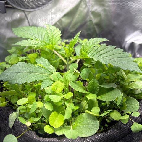 Sady growlog timeline photo