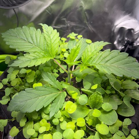 Sady growlog timeline photo