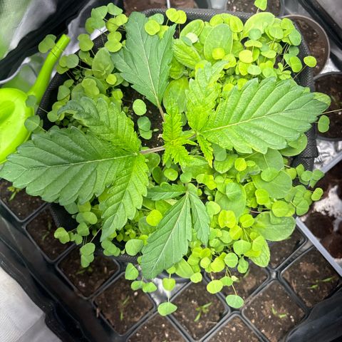 Sady growlog timeline photo