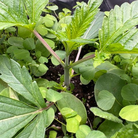 Sady growlog timeline photo