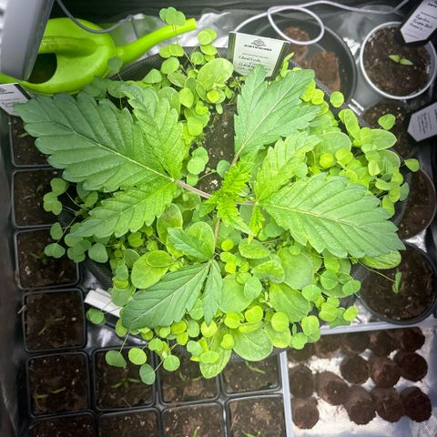 Sady growlog timeline photo