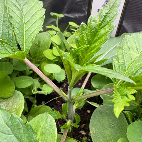 Sady growlog timeline photo