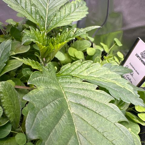 Sady growlog timeline photo