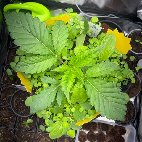 Sady growlog timeline photo