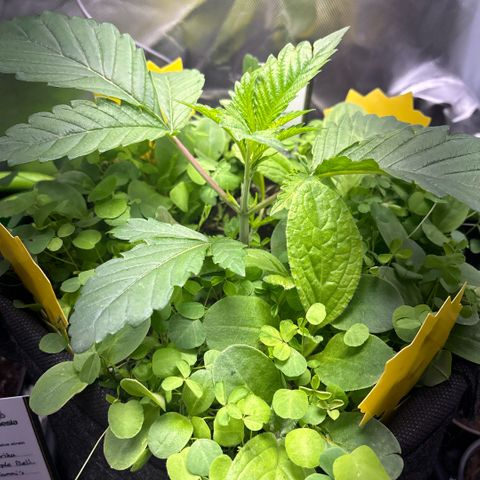 Sady growlog timeline photo