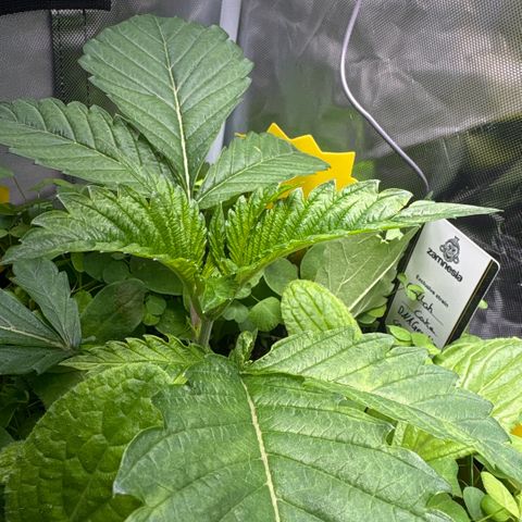 Sady growlog timeline photo