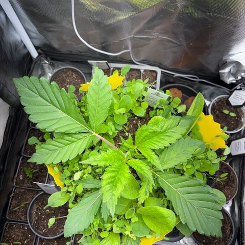 Sady growlog photo: Helferpflanzen ausgedünnt wegen schimmelgefahr 