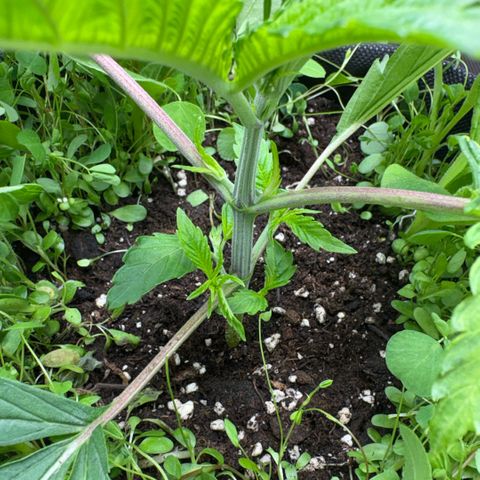 Sady growlog photo: Helferpflanzen ausgedünnt wegen schimmelgefahr 