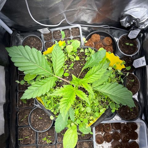 Sady growlog photo: Helferpflanzen ausgedünnt wegen schimmelgefahr 