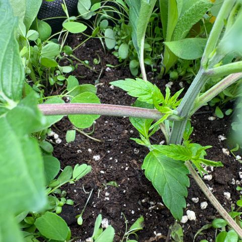 Sady growlog photo: Helferpflanzen ausgedünnt wegen schimmelgefahr 