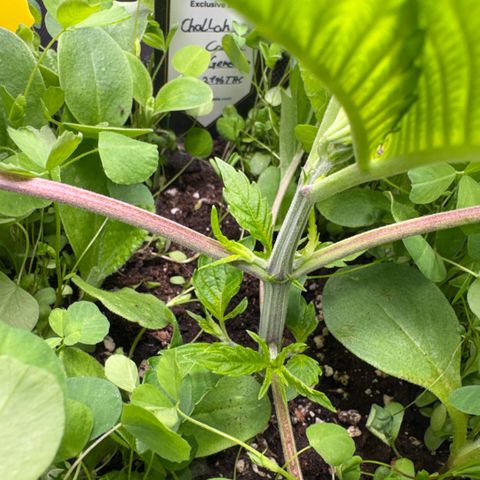 Sady growlog photo: Helferpflanzen ausgedünnt wegen schimmelgefahr 