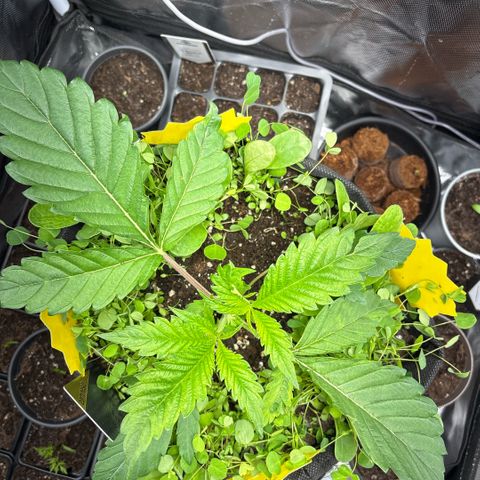 Sady growlog timeline photo