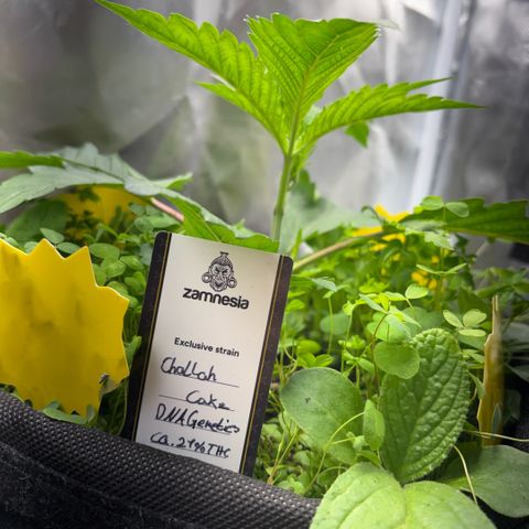 Sady growlog timeline photo