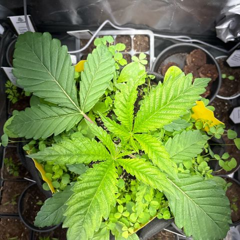 Sady growlog timeline photo