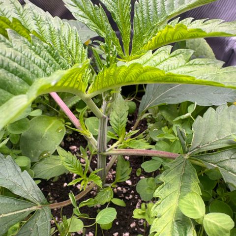 Sady growlog timeline photo