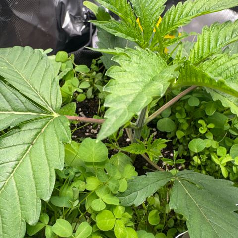 Sady growlog timeline photo