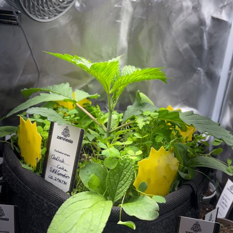 Sady growlog timeline photo