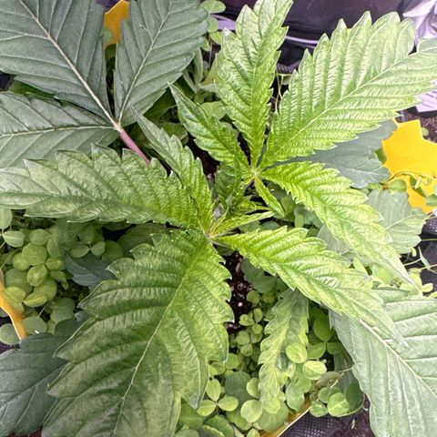Sady growlog timeline photo