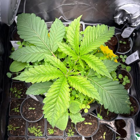Sady growlog timeline photo